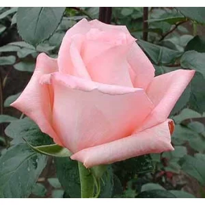 Роза "Engagment"